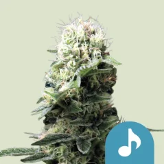 Royal Queen Seeds Cannabis Seeds Dance World Feminized (High CBD)