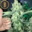 Blimburn Seeds Cannabis Seeds Orka Feminized