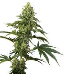 Sensi Seeds Cannabis Seeds Cosmic Kiss® Feminized, 3-10 τμχ