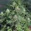 Royal Queen Seeds კანაფის თესლი Royal Cookies Auto