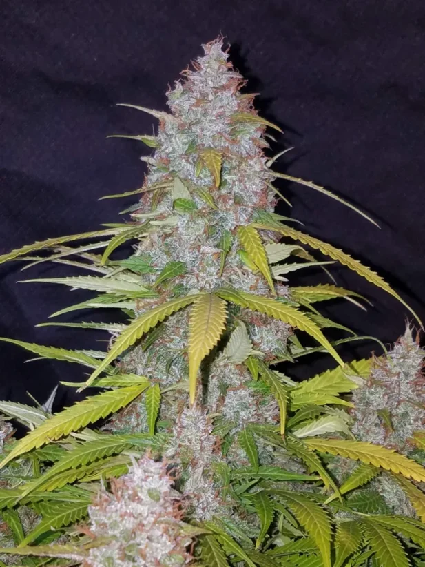 Hạt giống cần sa Fast Buds Californian Snow Auto