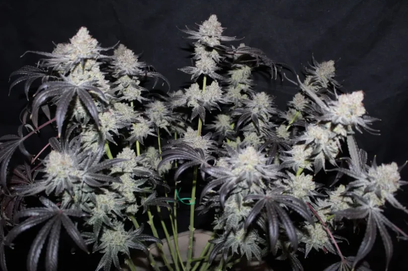 Fast Buds Cannabis Seeds Tropicana Cookies FF