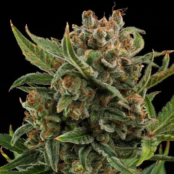 Royal Queen Seeds Żerriegħa tal-Kannabis White Widow Auto