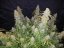 Fast Buds Wietzaden Six Shooter Auto