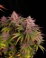 Semillas de Marihuana Fast Buds Purple Lemonade FF