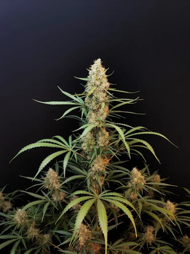 Fast Buds Sementes de Cannabis Jack Herer Auto