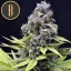 Blimburn Seeds Насіння коноплі Critical Auto