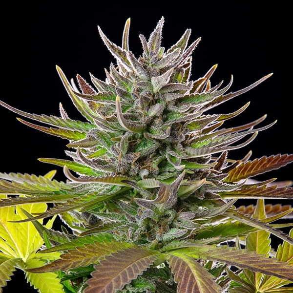 Royal Queen Seeds Cannabis Seeds AMG Feminized