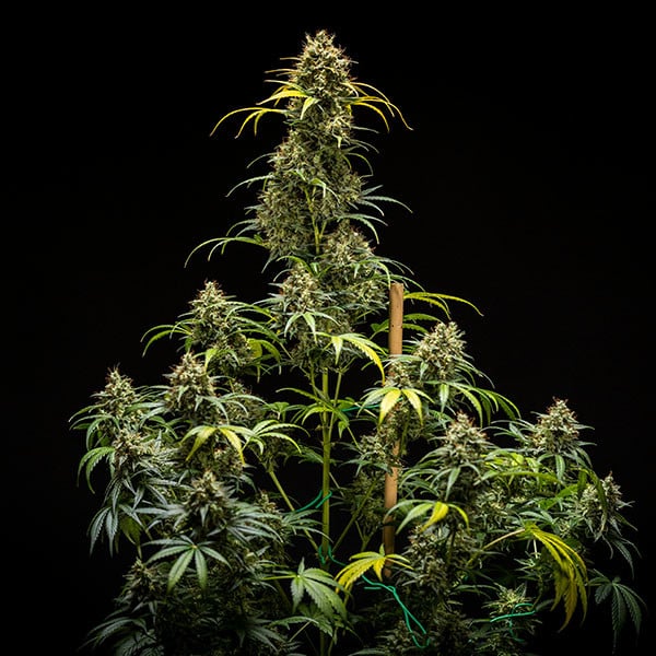 Royal Queen Seeds Насіння коноплі Triple G Auto