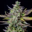 Royal Queen Seeds Cannabis Seeds Blue Cheese Auto