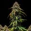 Royal Queen Seeds Semillas de Cannabis Sandía Auto