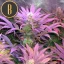 Blimburn Seeds Cannabis Zaden Cream Auto