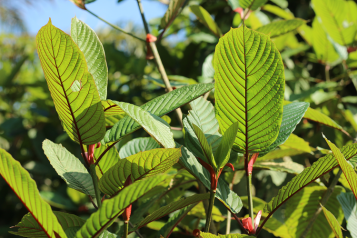 What is red kratom and what are its types, effects and dosage?