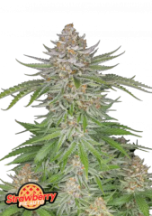 Fast Buds Cannabis Seeds Strawberry Pie Auto