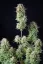 Fast Buds Cannabis Seeds Kosher Cake Auto