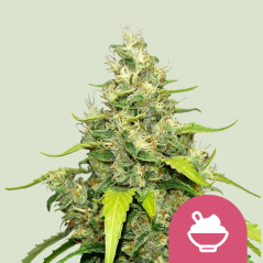 Royal Queen Seeds Cannabis Seeds Blue Gelato Feminized