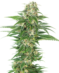 Sensi Seeds კანაფის თესლი Early Skunk Automatic® Feminized, 3-10 ც.