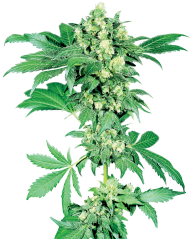 Sensi Seeds კანაფის თესლი Maple Leaf Indica® Regular, 10 ც.