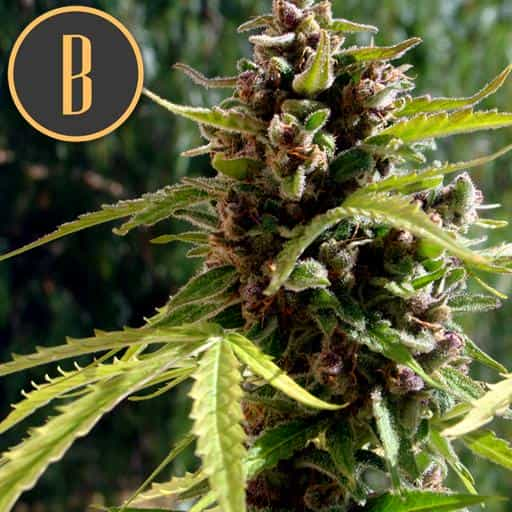 Blimburn Seeds Σπόροι Κάνναβης Mamba Negra Auto