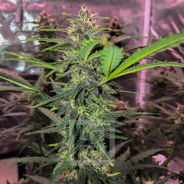 Blimburn Seeds Насіння коноплі Grizzly Purple Auto