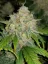 Fast Buds Cannabis Seeds Zkittlez Auto