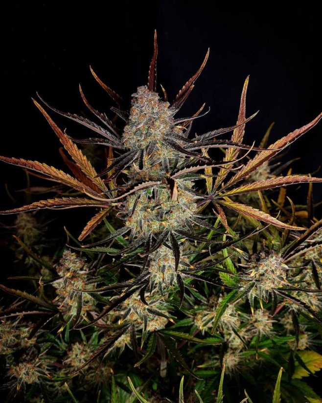 Fast Buds Semená kanabisu Apple Strudel Auto