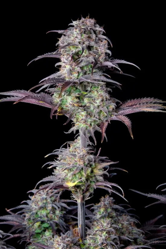 Fast Buds Sementes de Cannabis Blueberry Auto