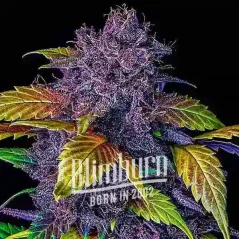 Blimburn Seeds Cannabisfrø Lilla Lemonade Auto