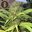 Blimburn Seeds Cannabis Seeds Santa Muerte Fast Blooming Feminized