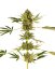 Sensi Seeds Kannabisfræ Himalayan CBD® Feminized, 3-10 stk