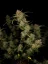 Fast Buds Cannabis Seeds Guava Auto