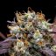 Royal Queen Seeds Żerriegħa tal-Kannabis North Thunderfuck Auto