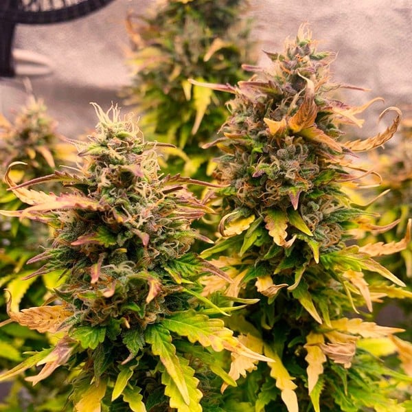 Royal Queen Seeds Semena konoplje Royal Kush Auto