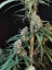 Graines de cannabis Fast Buds Cheese Auto