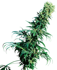 Sensi Seeds კანაფის თესლი Early Pearl® Regular, 10 ც.