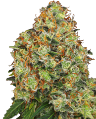 Sensi Seeds White Label tarafından üretilen Tatlı Mandalina Tango Otomatik Dişileştirilmiş Kenevir Tohumları, 3-10 adet