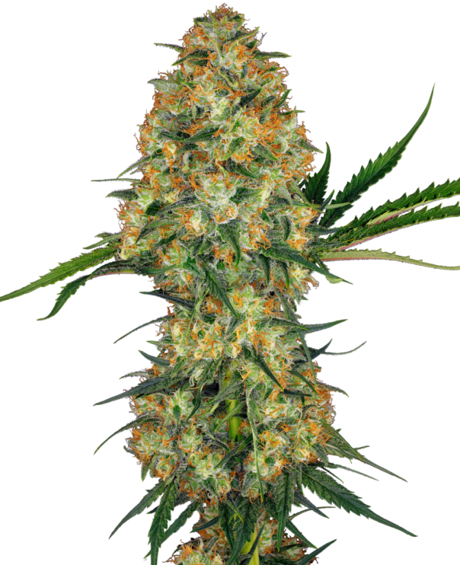 Sensi Seeds Hạt giống cần sa Hindu Kush® Feminized, 3-10 hạt