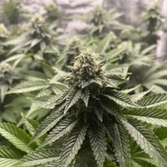 Blimburn Seeds Semená kanabisu Girl Scout Cookies Auto