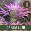 Blimburn Seeds Cannabis Zaden Cream Auto