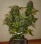 Fast Buds Sementes de Cannabis Toranja Auto