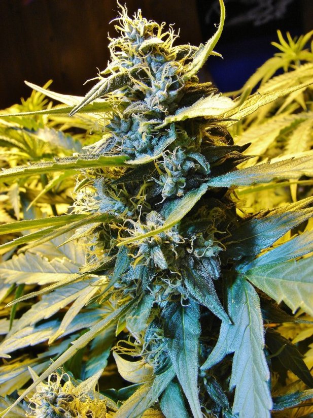 T.H.Seeds™ Sementes de Cannabis Auto Northern HOG™, vários pacotes, feminizadas