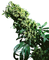 Sensi Seeds Nasiona konopi Northern Lights #5 x Haze® Regular, 10 szt.