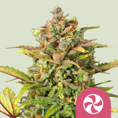 Royal Queen Seeds Cannabis Seeds Sweet ZZ Feminized