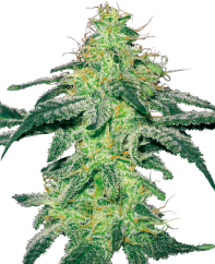 Sensi Seeds Cannabisfrön White Skunk Feminized by White Label, 3-10 st