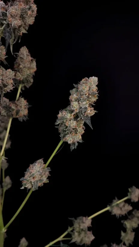 Fast Buds Biji Ganja Northern Lights Auto