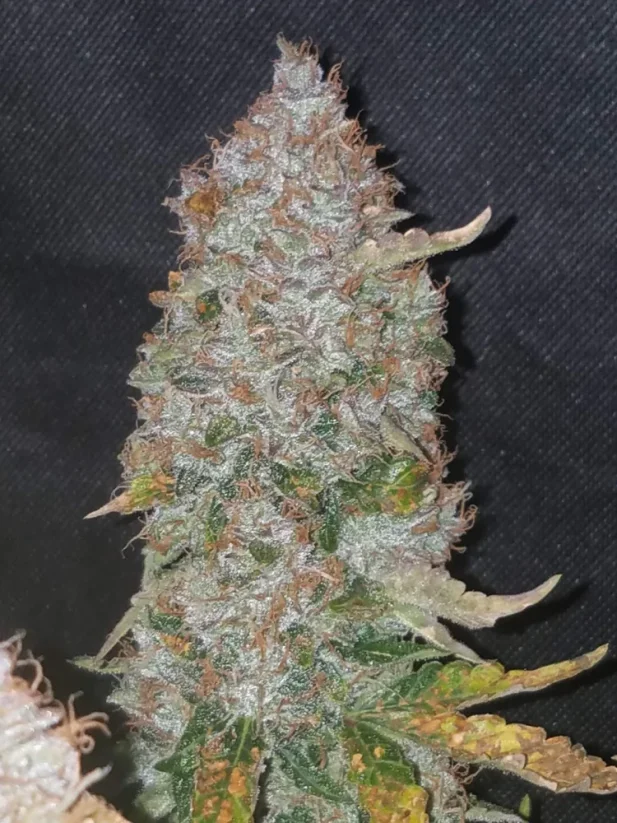 Насіння коноплі Fast Buds Stardawg Auto