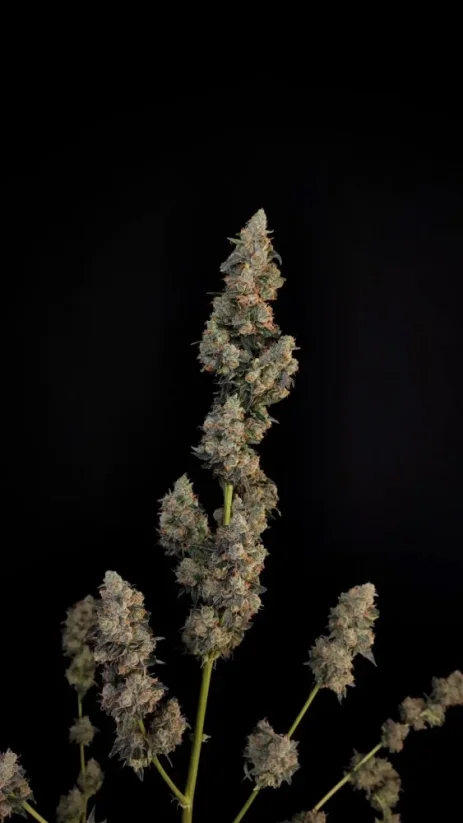 Fast Buds Sementes de Cannabis Northern Lights Auto