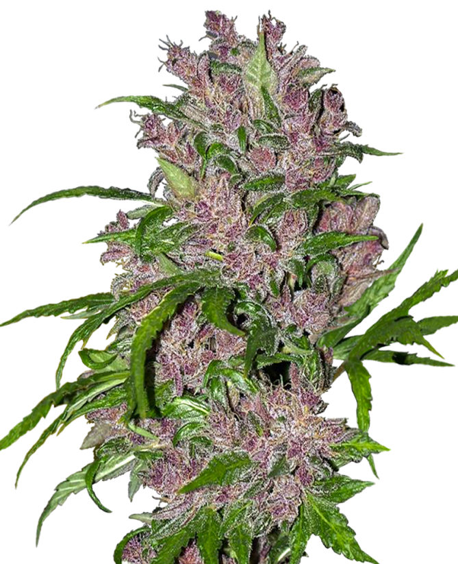 Sensi Seeds Cannabisfrø Purple Bud Automatisk Feminiseret af White Label, 3-10 stk.