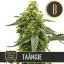 Blimburn Seeds Żerriegħa tal-Kannabis Taängie By Nikki Swami's Feminized