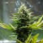 Royal Queen Seeds Cannabis Seeds Fat Banana Auto